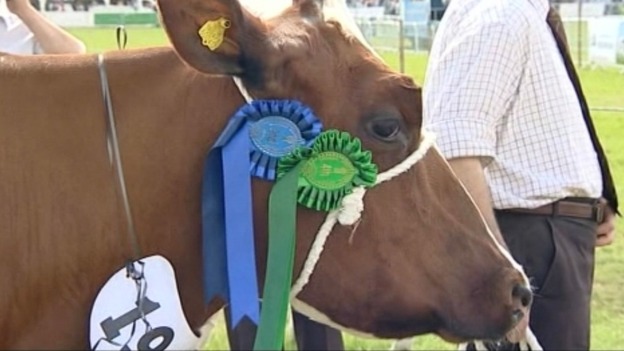 Winning cow