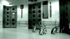 Penguin 'CCTV' prompts backlash against store