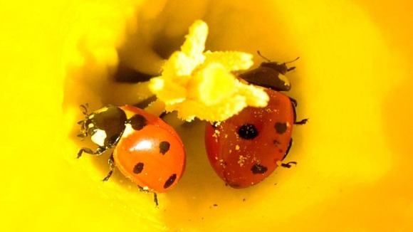 Ladybirds in a flower