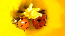 Ladybirds in a flower