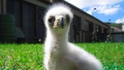 Two golden eagles bred in captivity in the Rhondda