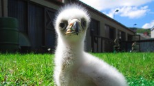 Two golden eagles bred in captivity in the Rhondda