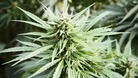 'Windy' officer in £12,000 cannabis factory find