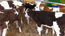 The 175th Cheshire Show gets underway