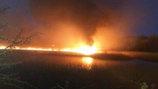 Wildlife and reeds recovering from nature reserve arson attack
