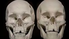 Replica of the Richard of York's skull goes on display
