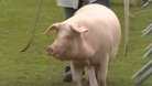 In pictures: Day one of the Lincolnshire Show