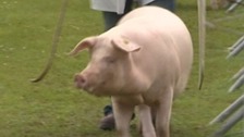 In pictures: Day one of the Lincolnshire Show