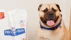 11-stone dog from Derby breaks 'fattest pet' record