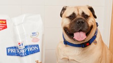11-stone dog from Derby breaks 'fattest pet' record