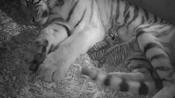 Sveta and her twins