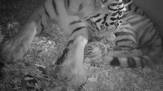 Keepers monitor the progress of the twins by CCTC cameras