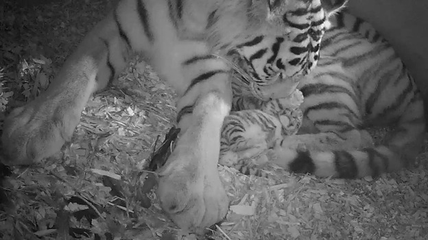 Keepers monitor the progress of the twins by CCTC cameras