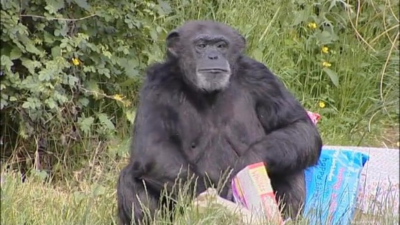 40-year-old Koko.