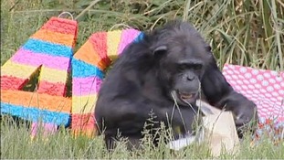 Koko the chimp