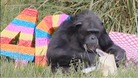 Koko the chimp