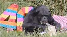 Koko the chimp