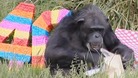 Chimp turns 40 to become the oldest swinger in town