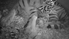 Zoo toasts arrival of twin tiger cubs