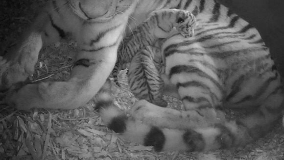 Female Amur tigress, Sveta and her two cubs