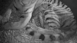 Female Amur tigress, Sveta and her two cubs