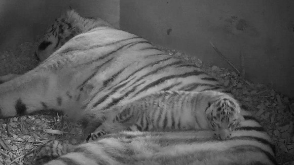 Banham Zoo’s female Amur tigress, Sveta asleep with one of her cubs