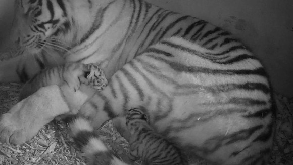 CCTV cameras monitor the cubs progress