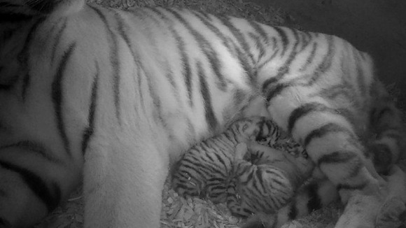 The tiger cubs have not been named yet as it's still too early to know what sex they are