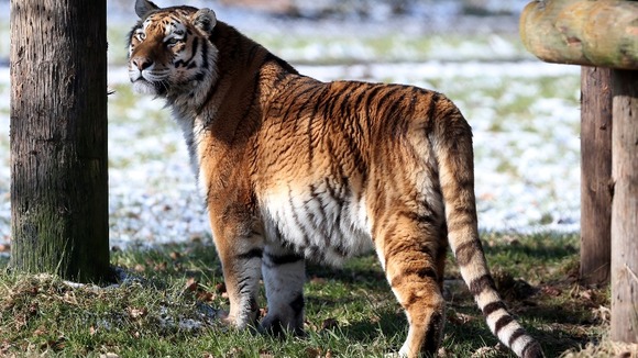 Amur Tigers are listed as an endangered species by International Union for the Conservation of Nature