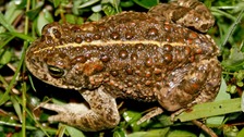Toads are under threat and need more wet spaces