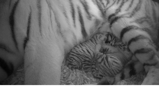 CCTV shows Sveta with her two tiger cubs