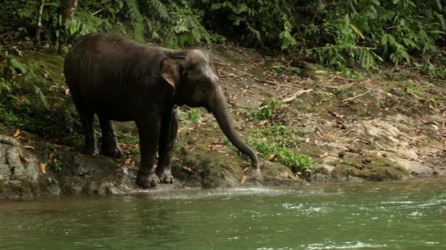 Raja, a wild baby Sumatran elephant, has been captured by locals.