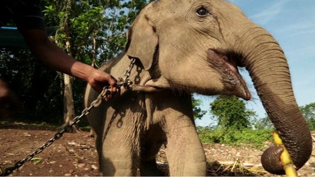 Elephant Family have started a campaign to rescue wild baby elephant Raja.