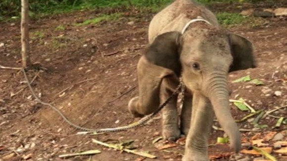 Raja the elephant has been captured by villagers close to a palm oil plantation in Indonesia.