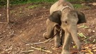 Raja the elephant has been captured by villagers close to a palm oil plantation in Indonesia.