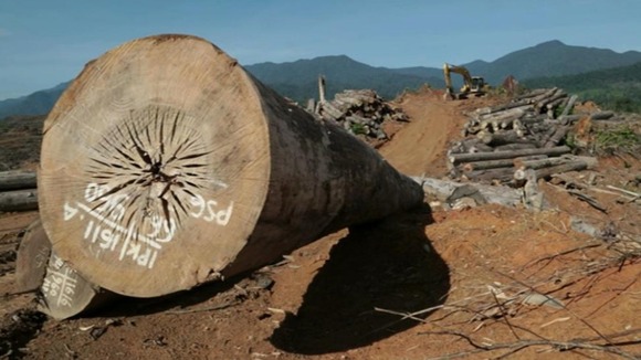 Deforestation for palm oil plantations mean elephants are forced to look for food in villages, and crop plantations.
