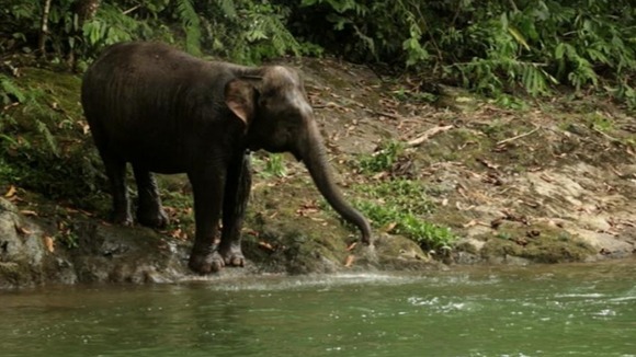 Elephant Family have started a campaign to rescue wild baby elephant Raja.