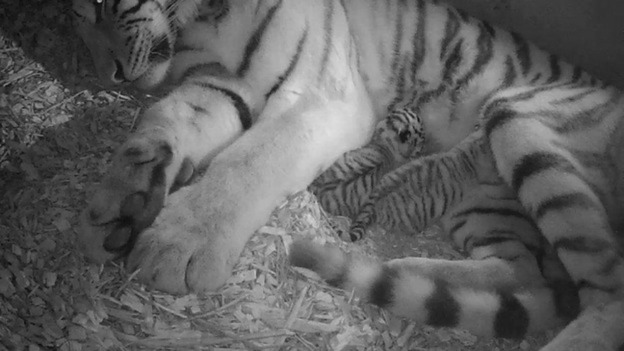 Twin tigers born at Banham Zoo.