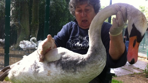 A swan is cleaned
