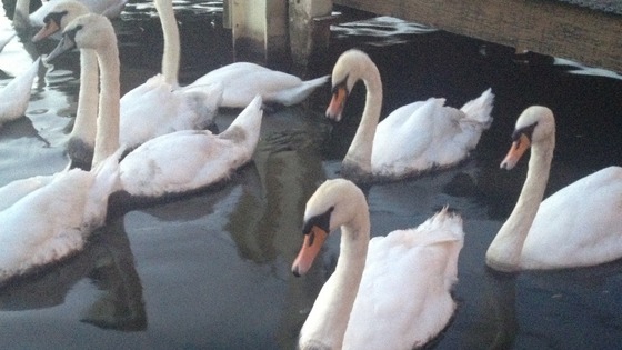 Swans amid the oil in the river