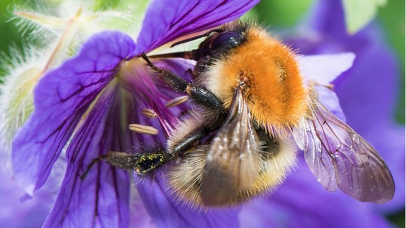 Busy bee