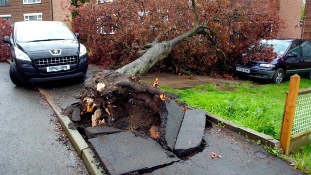 A tree is uprooted after high winds hit Rugby