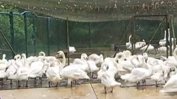 Swans rescued from oil spill
