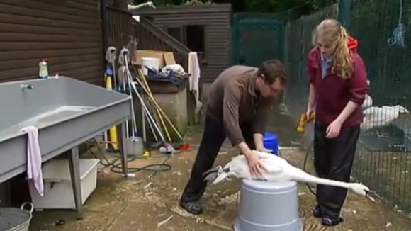 Swans being cleaned