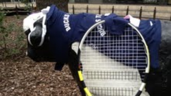 Cows ready for tennis