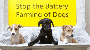 Welsh Government Dog Breeding Welsh Government Dog Breeding