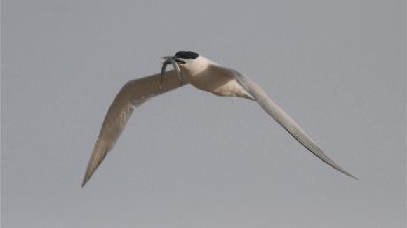 Sandwich tern in flight