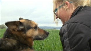 Traing Tyne Best Dog Ever Traing Tyne Best Dog Ever