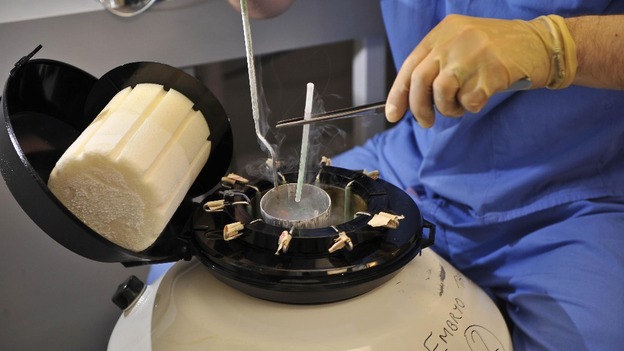 An embryo being frozen with the new vitrification process into a long term storage chamber.