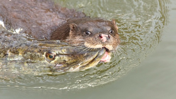 An otter with a pike in tow